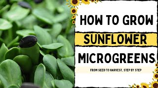 How to Grow Sunflower Microgreens  Full Walkthrough with TIPS amp TRICKS  On The Grow [upl. by Florin]