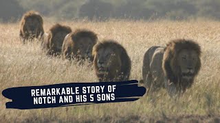 RISE AND FALL OF NOTCH COALITION OF MALE LIONS  THE NOTCH COALITION MINI DOCUMENTARY [upl. by Kcirdle406]