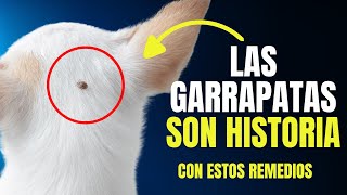 ELIMINA LAS GARRAPATAS DE TU PERRO CON ESTOS REMEDIOS CASEROS ✔️✔️✔️ [upl. by Leoni]