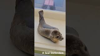 A Seal Stellendam [upl. by Othelia]