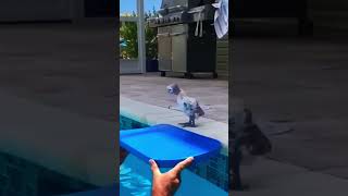 Flotation device 🤣😂 comedia animals [upl. by Jacie]