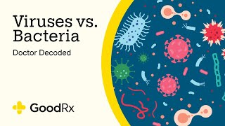 Doctor Decoded What’s the Difference Between Viruses and Bacteria  GoodRx [upl. by Davey]