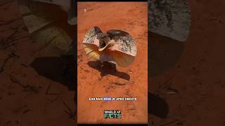 Australian frill neck lizard  looks dangerous 🤯😰 shortsvideo lizard facts ￼ [upl. by Tish227]