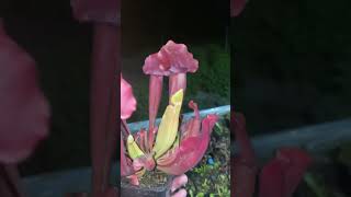 Sarracenia x chelsonii  S rubra x purpurea [upl. by Dallman716]