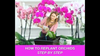 ORCHID CARE 🍃REPOTTING ORCHIDS REPLANTING ORCHIDS 🌿 Shirley Bovshow [upl. by Atillertse630]