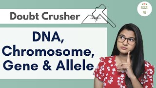 Difference between DNA Chromosome Gene amp Allele HINDI [upl. by Lyford]