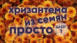 Хризантема из семян  ПРОСТО  ШАГ 1 [upl. by Rekrap]