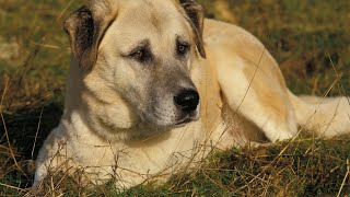 Livestock Guardians The Kangal Dog vs the Coyote [upl. by Gault]