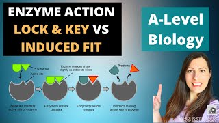 ENZYME ACTION Lock and key compared to Induced Fit Model in lowering activation energy [upl. by Ohploda]