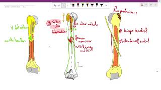 lhumérus anatomie 1ère année médecine cours 5 سنة اولى طب [upl. by Anaujik]