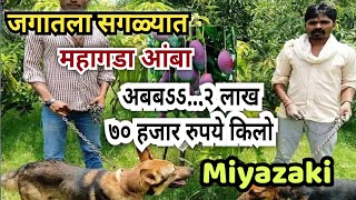 Miyazaki mango  जगातला सर्वात महागडा आंबा  चक्क 2 लाख 70 हजार रुपये प्रति किलो  काय आहे सत्य [upl. by Rourke167]