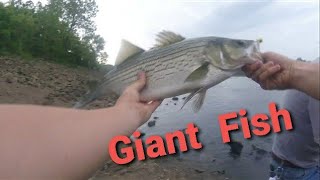 Catching giant fish below Lake of the Ozarks [upl. by Frantz734]