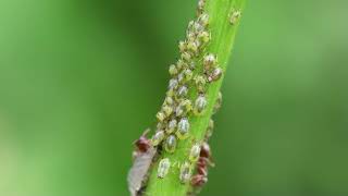 Ants feeding on aphid honeydew [upl. by Kelwen]