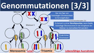 Genommutationen 33  Polyplodie Aneuploidie autosomale  gonosomale Genommutationen Genetik [upl. by Lledniuq]