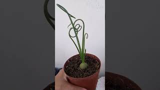 Albuca spiralis [upl. by Lasiaf978]