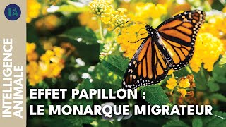 Lincroyable voyage du monarque papillon migrateur I IA [upl. by Malha787]