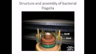 Flagella structure and assembly [upl. by Aicinet]