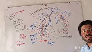 Structure of kidney [upl. by Misaq]