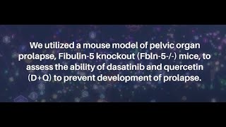 Senolytics Dasatinib and Quercetin for Prevention of Pelvic Organ Prolapse in Mice  AgingUS [upl. by Haugen]