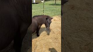 A Diet For Miniature Horse Suzie Lol Shorts funny shorts funny horse shorts miniature horses [upl. by Aitropal]