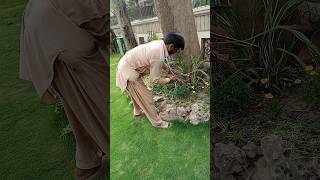 Cleaning plants and gardens [upl. by Aslehc]