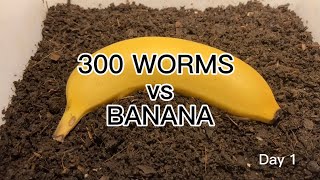 【SDGs】300 Worms vs Banana ＃vermicompost ＃earthworm [upl. by Laurinda]