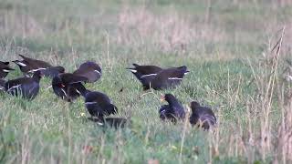 Waterhoen  Moorhen Teichhuhn [upl. by Ecyned]