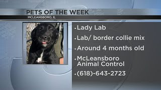 Pets of the Week  Lady Lab out of McLeansboro [upl. by Dnomed867]