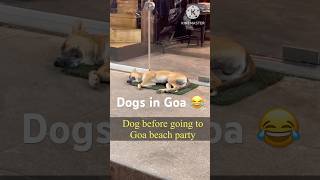 Dogs in Goa goa goabeach dog beach goafun dogshorts [upl. by Ybba]