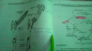 Ectocarpus life cycle and reproduction [upl. by Llekcor16]