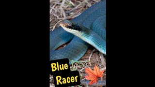 The Blue Racer Snake The fastest snake in canada [upl. by Greenman]