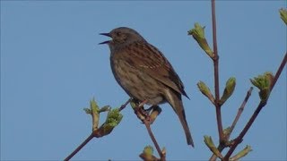 Dunnock Singing [upl. by Adamik]