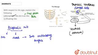 With respect to rib cage explain the following abicephalic ribs b true ribs cfloating ribs [upl. by Atikehs]