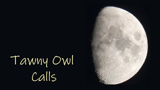 Owl Sounds  Tawny Owl  Male and Female Call Comparison [upl. by Cottle]