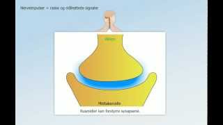 Hormonsystem og nervesystem [upl. by Ahsiret936]