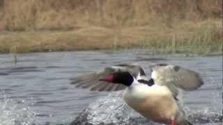 Common Merganser [upl. by Sal]