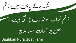 bakre ke paon mein zakham  Foot 🦶 Treatment Baghban Pura Goat Farm [upl. by Annhej544]