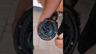 horse hoof horsecare satisfying horseshoe horse [upl. by Gnous]