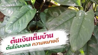 ต้นเงินเต็มบ้าน ต้นไม้มงคล ความหมายดี เปิดโลกออนไลน์ Ep106 Aranya Channel [upl. by Thayer780]