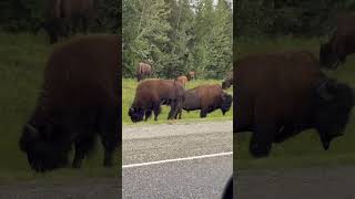 Alcan hwy bison in Canada [upl. by Ahselyt]