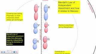 Mendels 2nd Law and Meiosis IB Biology [upl. by Atekihs442]