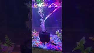 Fish tank 🐬aquarium 🐟fishtank fish guppy betafish fishaquarium beta [upl. by Marnia]