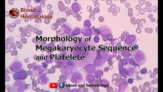 Morphology of Megakaryocyte sequence and Platelet [upl. by Ledah]