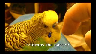 Talking Parakeet Budgie Talks Nonstop Captioned [upl. by Lemar]