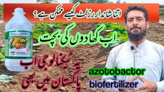 How beneficial is the biofertilizer azotobacter bacteriahow can use azotobactor [upl. by Aitnic]