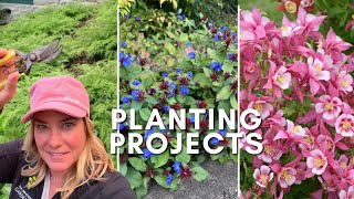 A trio of planting projects 🌿 Beautiful groundcover bulletproof evergreen perennial from seed [upl. by Ahseyt]