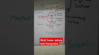 fetal skull bonesuture and fontanelle realindia1 [upl. by Leonie]