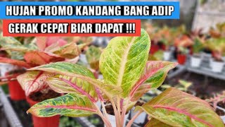 Big promo aglaonema di kandang Bang Adip gerak cepat biar dapat [upl. by Adrea]