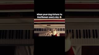 When your dog listens to Beethoven every day 🐶 🎶 beethoven dog chihuahua [upl. by Lekzehcey]