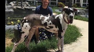 Diesel is a Harlequin Male Great Dane looking for a wonderful home to adopt him [upl. by Ronnie]